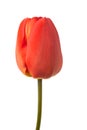 Red tulip