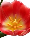 Red tulip flower isolated on white background. The core. Closeup Royalty Free Stock Photo