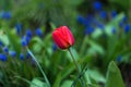 Red tulip flower with lavende in the background.