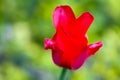 Red tulip flower