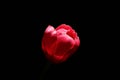 Red Tulip