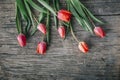 Red tulip flower on natural wooden background from above. Spring bud bouquet holiday greeting card for mother`s day, valentine`s Royalty Free Stock Photo