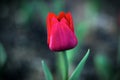 Red tulip flower spring garden bloom pink flora Royalty Free Stock Photo