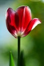 Red tulip flower in the spring
