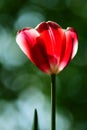 Red tulip flower in the spring