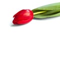 Red tulip flower on a stem