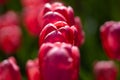 Red Tulip flower in tulip field at spring day. Colorful vivid pink tulips in the park. Spring landscape. Red tulip Royalty Free Stock Photo
