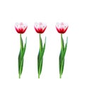 Red tulip flower with water drops and green leaf isolated on white background , clipping path Royalty Free Stock Photo