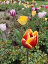 red tulip flower with  yellow edge of different colors in a garden in spring season Royalty Free Stock Photo