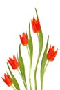 Red Tulip Flowers Royalty Free Stock Photo