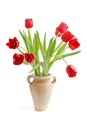 RED TULIP FLOWERS Royalty Free Stock Photo