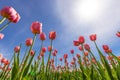 Red Tulip flowers against blue sky background. Royalty Free Stock Photo