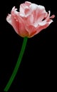 Red  tulip. Flowers on  black isolated background with clipping path.  Closeup.  no shadows.  Buds of a tulips on a green stalk. Royalty Free Stock Photo