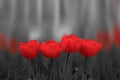 Red tulip flowers on black and white background Royalty Free Stock Photo