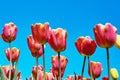 Red tulip flowers blooming in a tulip field against background of blue sky. Nature background Royalty Free Stock Photo