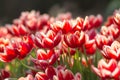 Red Tulip flowers with bokeh