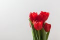 Red tulip flowers bouquet on grey background. Royalty Free Stock Photo