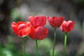 Red tulip flowers close up Royalty Free Stock Photo