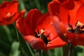 Red tulip flowers covered in raindrops Royalty Free Stock Photo