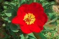 Red tulip flowers on the flower bed top view. Blooming wide opened tulip heads in the garden close up. Spring blossoming flowers. Royalty Free Stock Photo