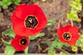 Red tulip flowers on the flower bed top view. Blooming wide opened tulip heads in the garden close up. Spring blossoming flowers Royalty Free Stock Photo