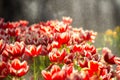 Red Tulip flowers foggy sprayed in the morning