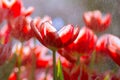 Red Tulip flowers foggy sprayed in the morning.