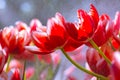 Red Tulip flowers foggy sprayed in the morning.