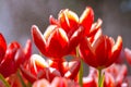 Red Tulip flowers foggy sprayed in the morning.