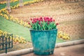 Red tulip flowers in the garden Royalty Free Stock Photo