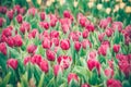 Red tulip flowers in the garden Royalty Free Stock Photo