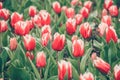 Red tulip flowers in the garden Royalty Free Stock Photo