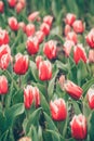 Red tulip flowers in the garden Royalty Free Stock Photo