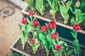 Red tulip flowers in the garden Royalty Free Stock Photo