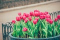 Red tulip flowers in the garden Royalty Free Stock Photo