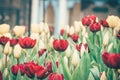 Red tulip flowers in the garden Royalty Free Stock Photo