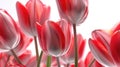Red Tulip Flowers Glass Clean Transparent Plastic Texture Super Detail Studio. Generative AI