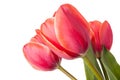 Red tulip flowers isolated on a white background Royalty Free Stock Photo