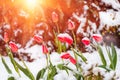 Red tulip flowers in spring covered cold snow