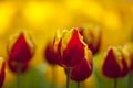 Beautiful red tulip flowers is blooming Royalty Free Stock Photo