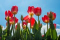 The red tulip flowers in Tesselaar tulip festival in Silvan town, Victoria state of Australia. Royalty Free Stock Photo