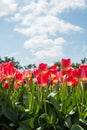 The red tulip flowers in Tesselaar tulip festival in Silvan town, Victoria state of Australia. Royalty Free Stock Photo
