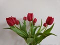 Red tulip flowers in the vase in the room.