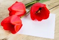 Red tulip flowers & white paper sheet.