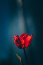 red tulip in Frankfurt am Main in front of the ECB, beautifully blurred, natural Royalty Free Stock Photo