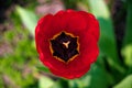 A red tulip in full bloom, its vibrant petals surrounding a striking black center and yellow stamen, a testament to the beauty of Royalty Free Stock Photo