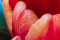 Red tulip. Full frame macro shot of beautiful spring flower