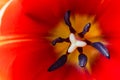 Red tulip. Full frame macro shot of beautiful spring flower
