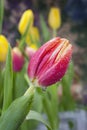 Red tulip in garden Royalty Free Stock Photo