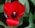 Red Tulip in Garden.